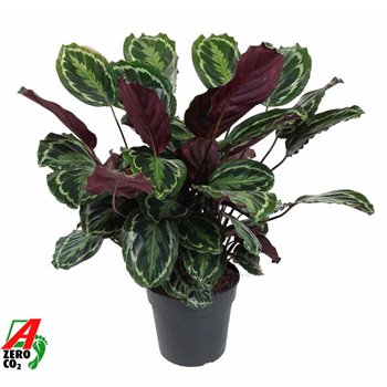 Kalateja medallion 90 cm fi27 cm Q1827