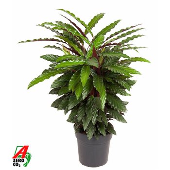 Kalateja rufibarba wavestar 90 cm fi27 cm Q1833