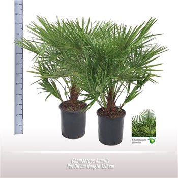 Chamaerops humilis vulcano 120 cm fi30 cm Q2082