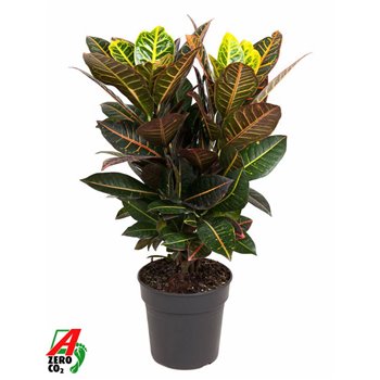 Kroton variegata petra branched 70 cm fi21 cm Q2136