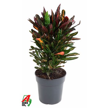 Kroton variegatum mammi branched 70 cm fi21 cm Q2141