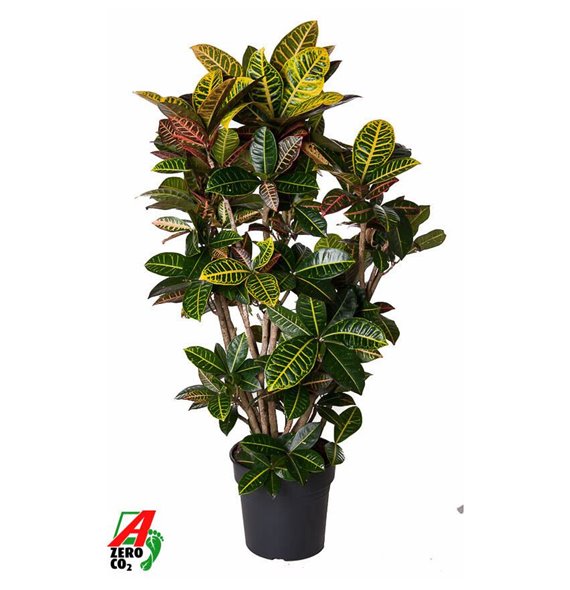 Kroton variegata petra branched 130 cm fi31 cm Q2142 Kroton variegata petra branched 130 cm fi31 cm Q2142