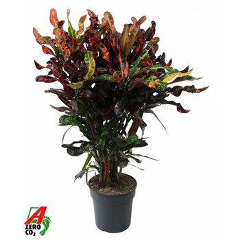 Kroton variegatum mammi branched 80 cm fi24 cm Q2143
