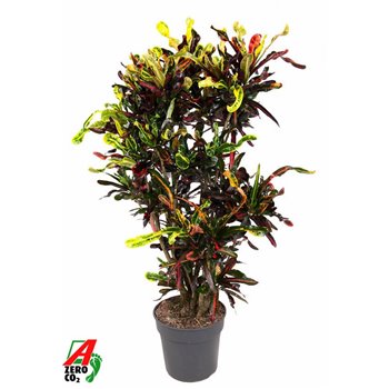 Kroton variegatum mammi branched 130 cm fi31 cm Q2144
