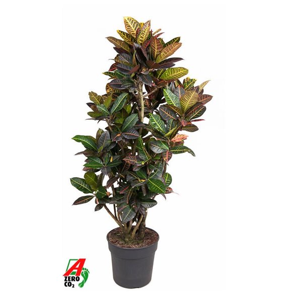 Kroton variegata petra branched 1 pp 170 cm fi34 cm Q2153 Kroton variegata petra branched 1 pp 170 cm fi34 cm Q2153