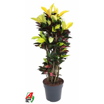 Kroton variegatum mrs iceton branched 130 cm fi31 cm Q2155