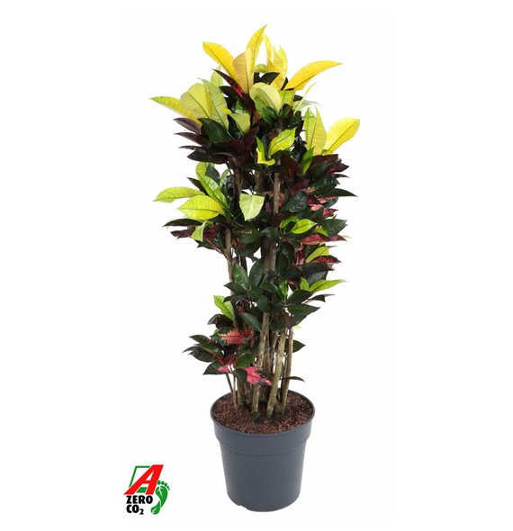Kroton variegatum mrs iceton branched 130 cm fi31 cm Q2155 Kroton variegatum mrs iceton branched 130 cm fi31 cm Q2155