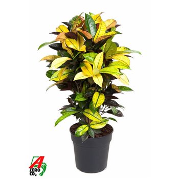 Kroton variegatum mrs iceton branched 80 cm fi24 cm Q2156