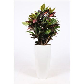 Kroton variegata petra in santorini pot wit 140 cm fi33 cm Q2157