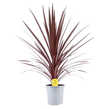 Cordyline australis red star 90 cm fi21 cm Q2178