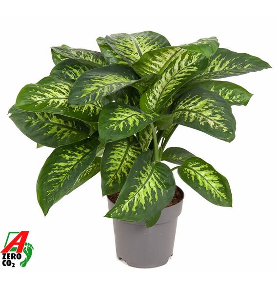 Dieffenbachia seguine reeva 80 cm fi24 cm Q2325 Dieffenbachia seguine reeva 80 cm fi24 cm Q2325
