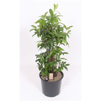 Dracena surculosa 100 cm fi32 cm Q2341
