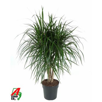 Dracena marginata branched 110 cm fi27 cm Q2349