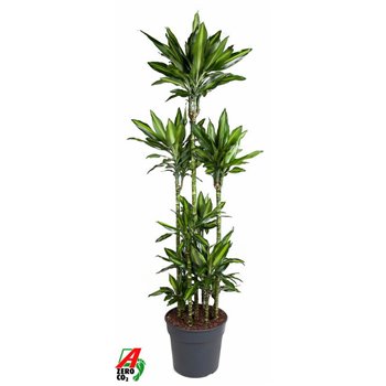 Dracena cintho branched 170 cm fi34 cm Q2351