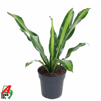Dracena fragr  burley 80 cm fi24 cm Q2352