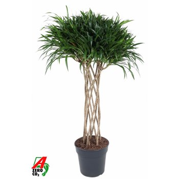 Dracena reflexa anita variegata koker 130 cm fi27 cm Q2375