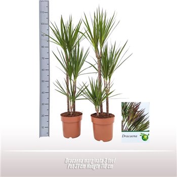 Dracena marginata 60-30-15 110 cm fi21 cm Q2376