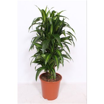 Dracena fragr  hawaiian sunshine branched 110 cm fi27 cm Q2377