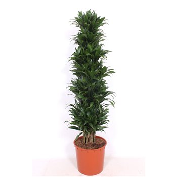 Dracena fragr  compacta branched 160 cm fi34 cm Q2378