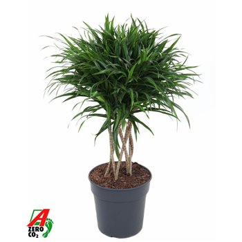 Dracena reflexa anita variegata koker 80 cm fi24 cm Q2380