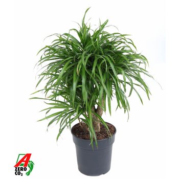 Dracena reflexa anita variegata branched 70 cm fi21 cm Q2382