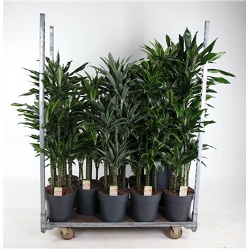 Dracena mix 90-carrousel 140 cm fi31 cm Q2384