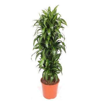 Dracena fragr  hawaiian sunshine branched 130 cm fi30 cm Q2386