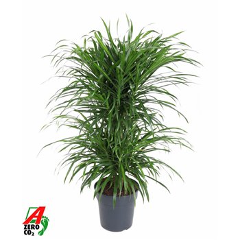 Dracena reflexa anita variegata carrousel 70 cm fi21 cm Q2391