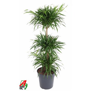 Dracena reflexa anita variegata carrousel 110 cm fi27 cm Q2392