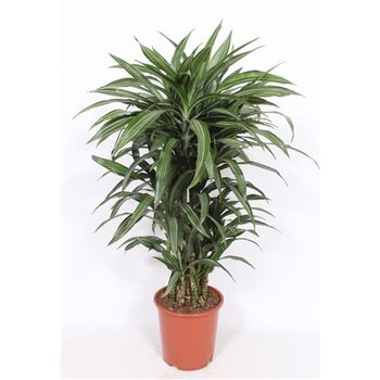 Dracena fragr  der  ulises 130 cm fi27 cm Q2393