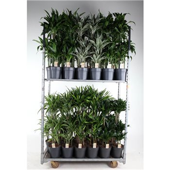 Dracena mix 45-carrousel 110 cm fi21 cm Q2394