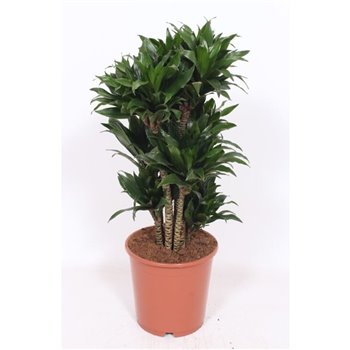 Dracena fragr  compacta branched 90 cm fi24 cm Q2395
