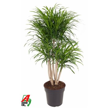 Dracena reflexa anita variegata branched 110 cm fi27 cm Q2396