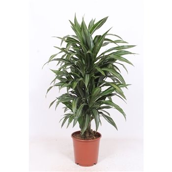 Dracena fragr  der  ulises 120 cm fi24 cm Q2397