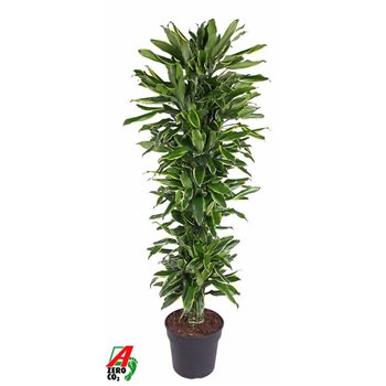 Dracena golden coast branched 180 cm fi34 cm Q2402