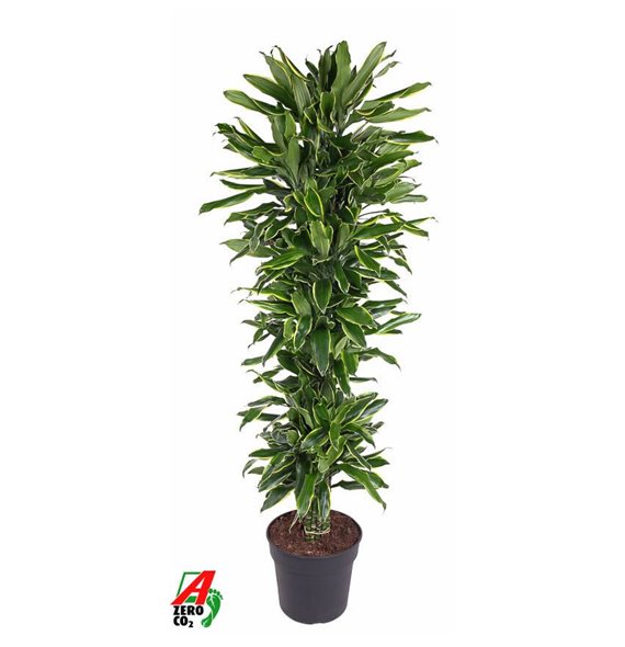 Dracena golden coast branched 180 cm fi34 cm Q2402 Dracena golden coast branched 180 cm fi34 cm Q2402