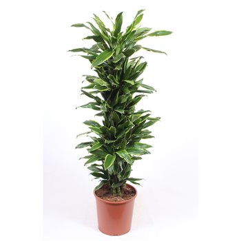 Dracena fragr  golden coast branched 140 cm fi30 cm Q2403
