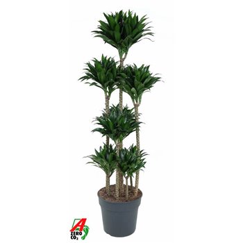 Dracena fragr  compacta 120-carrousel 160 cm fi34 cm Q2437