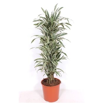 Dracena fragr  der  white stripe 140 cm fi30 cm Q2444