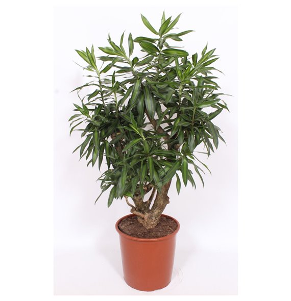 Dracena reflexa song of jamaica branched 110 cm fi27 cm Q2448 Dracena reflexa song of jamaica branched 110 cm fi27 cm Q2448
