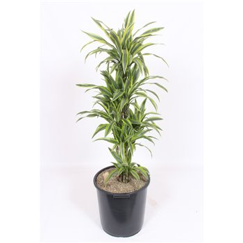 Dracena fragr  der  lemon lime 150 cm fi40 cm Q2459