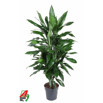 Dracena fragr  janet lind branched 80 cm fi21 cm Q2478