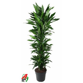 Dracena fragr  janet lind branched 180 cm fi34 cm Q2490
