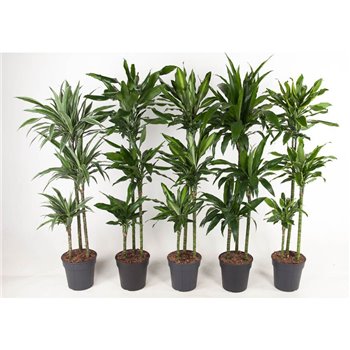 Dracena mix 90-60-30 150 cm fi24 cm Q2497