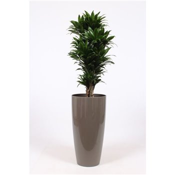Dracena fragr  compacta in santorini pot taupe 130 cm fi33 cm Q2498