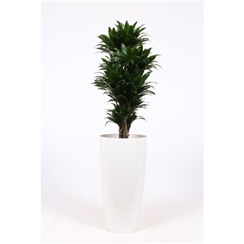 Dracena fragr  compacta in santorini pot wit 130 cm fi33 cm Q2499