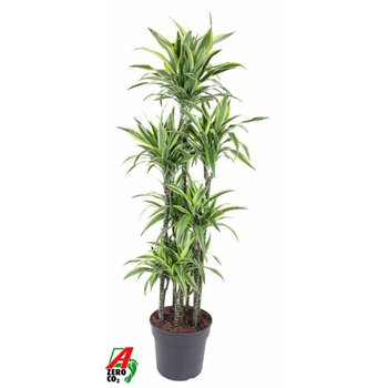 Dracena fragr  der  lemon lime 120 carrousel 170 cm fi34 cm Q2532