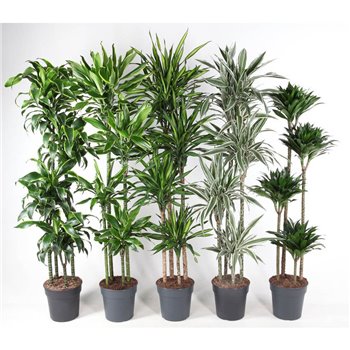 Dracena mix 120-90-60-30 170 cm fi27 cm Q2534