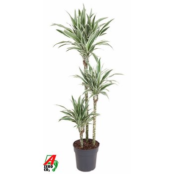 Dracena fragr  der  white stripe in Santorini pot wit 130 cm fi24 cm Q2557