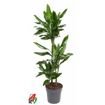 Dracena fragr  janet lind 60-30-15 120 cm fi21 cm Q2562